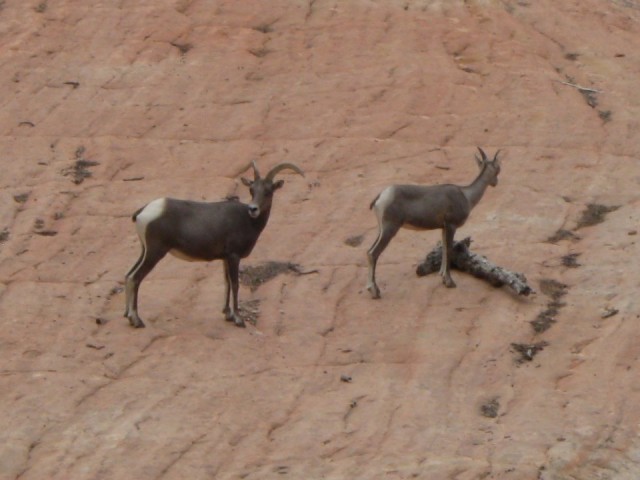 Mountain goats?