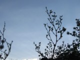 Nog pluizekes