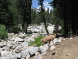Mule deer