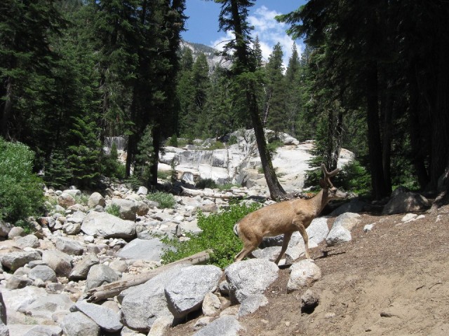 Mule deer