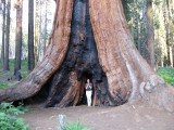 Nog een sequoia