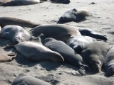 Elephant seals