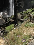 een bloem, een boom, een guapje, een waterval
