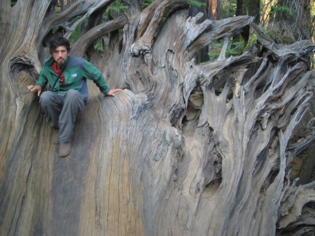 King of the tree