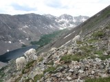 Vertrouwde berggeiten