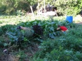 WWOOF