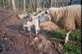Lammetje