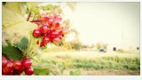 Nice red