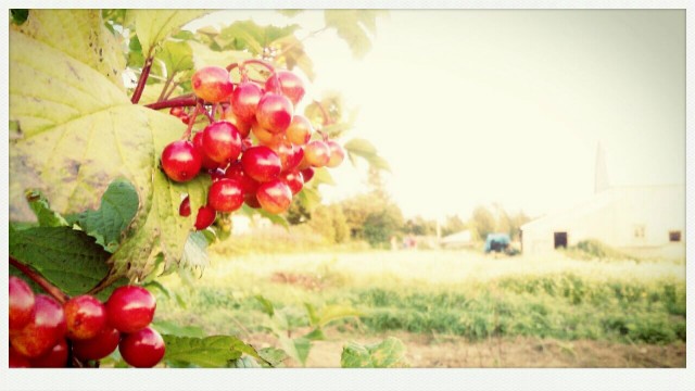 Nice red