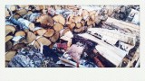 bouleau