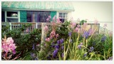 Des fleurs