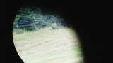 Des renards