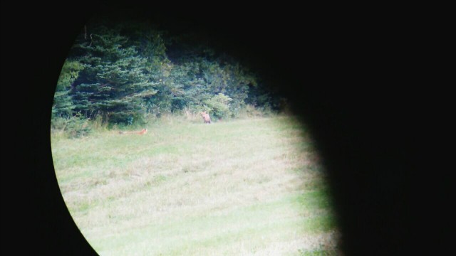 Des renards