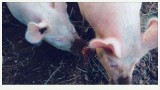cochons