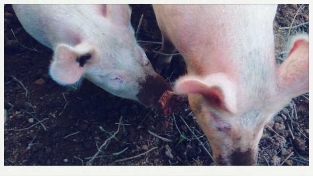 cochons