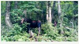 Miss. Moose