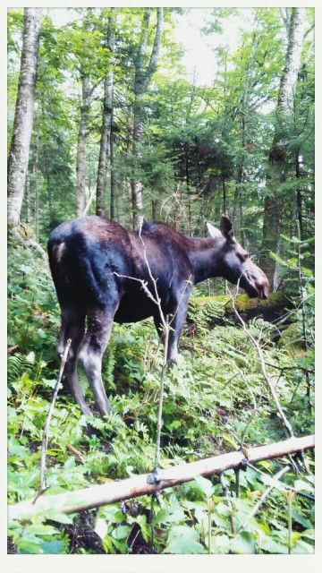 Miss. Moose