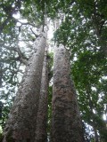 Giant Kauri trees
