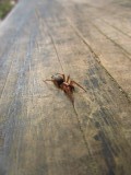 Dead spider