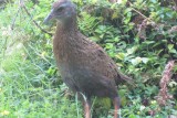 A Weka, a cheecky bird who stole 500 gr of oats, our valuable breakfast