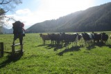 Crossing farmland, on our way to Pelorus Bridge