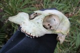 What animal do you think it is?; Pelorus River Trek