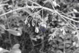 Berries; Heaphy Trek