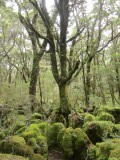 Gorgeous trees; Heaphy Trek