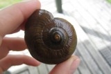 it is illegal to bring these shells out of the national park; Heaphy Trek