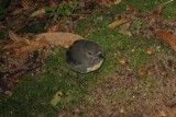 Robin Bird; Heaphy Trek