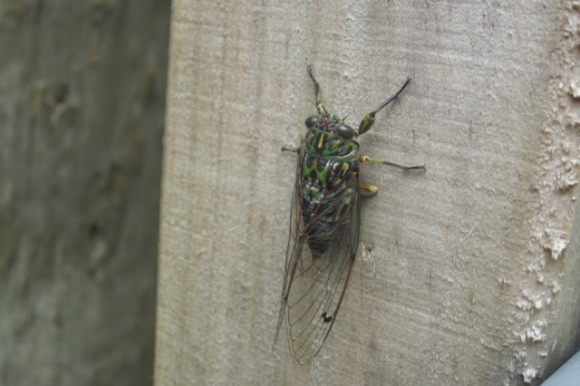 Beautiful unknown insect; Heaphy Trek