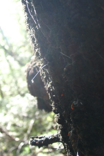 Honeydew; a vital element to all life in the forests of NZ