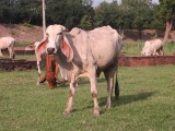 local cow