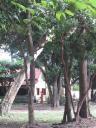 Forest Temple; Wat Sok Pa Luang
