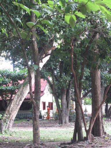 Forest Temple; Wat Sok Pa Luang