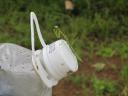 grasshopper