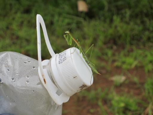 grasshopper