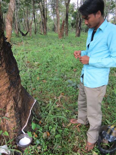 rubber tree plantation