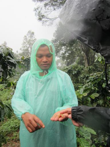 Guide Bolaven Plateau, coffee plantation