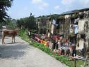 sharing the streets with one of the many cows