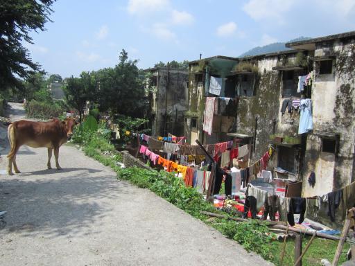 sharing the streets with one of the many cows