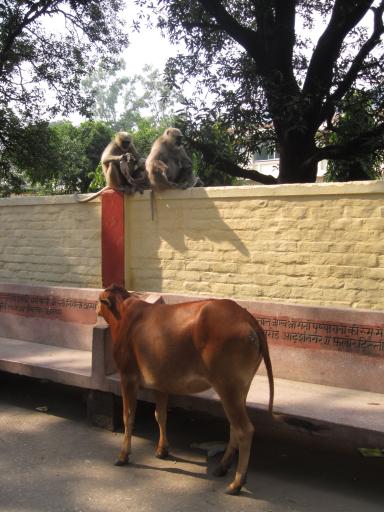 a regular street in Rishikesh