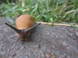 a snail, who loves to come out in the rain