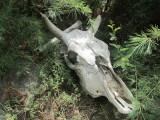 The remaining of a dead cow along the river of Manali