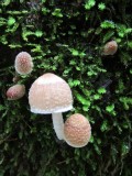 Magic mushrooms