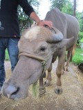 The pet of the family
