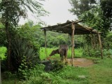 The garden of the family