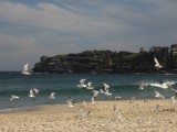 On Bondi Beach