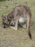 Roadtrip from Sydney to Melbourne