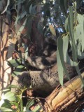 A kaola in the wild